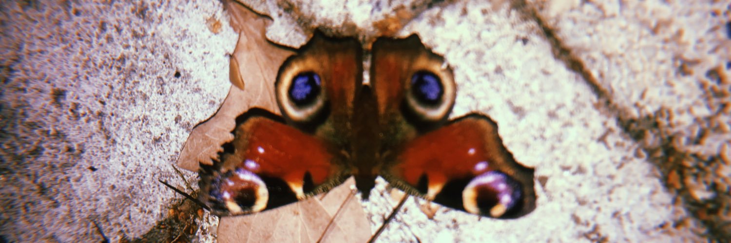 AlizeDekkers's profile banner image