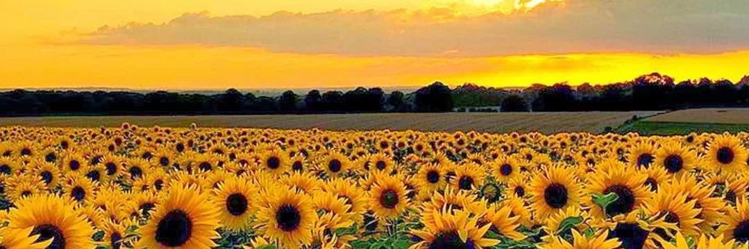 Mariah_Hig's profile banner image