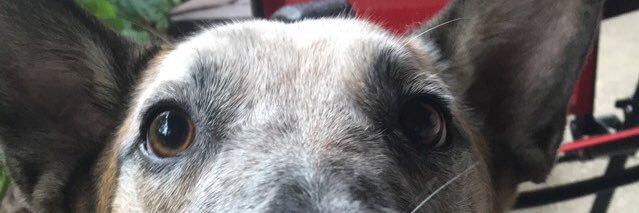 Justine Coalson banner