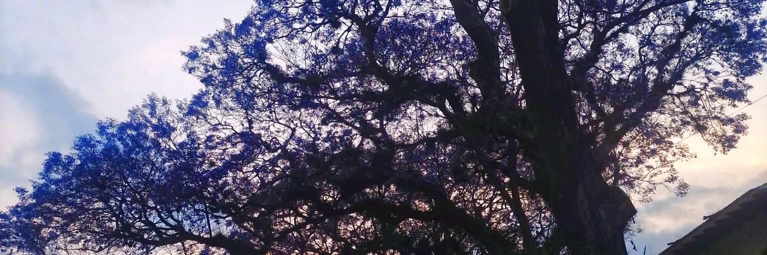 DaylaFernanda1's profile banner image