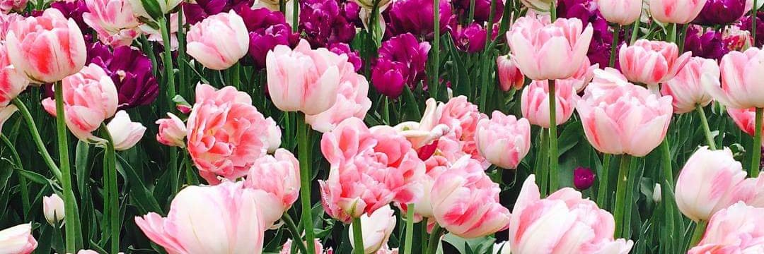 Ashley Hillier banner