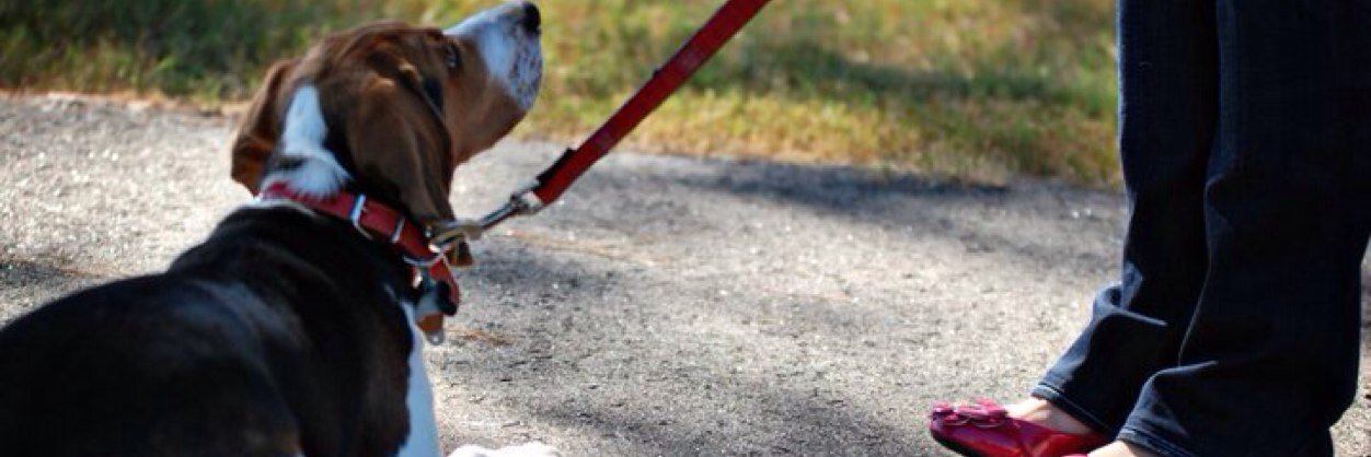 FinleyBeagle's profile banner image