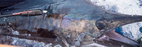 TagBillfish Profile Banner