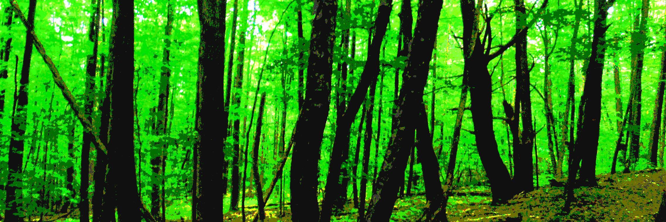 Trees4TF's profile banner image