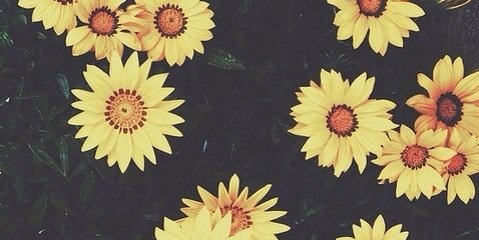 SydneyFaith's profile banner image
