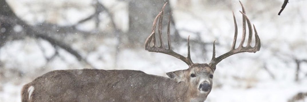 MeadowsOutdoors's profile banner image
