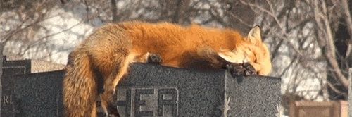 delicatefractal's profile banner image