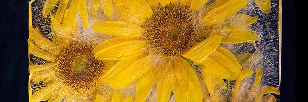 喵極♪IOIA banner