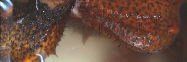 veronica_hinman Profile Banner