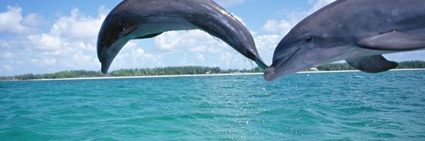 DolphinGirlPW's profile banner image