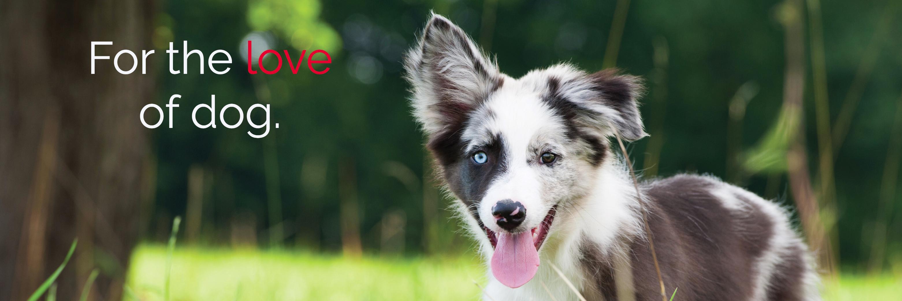 pawsitivefx's profile banner image
