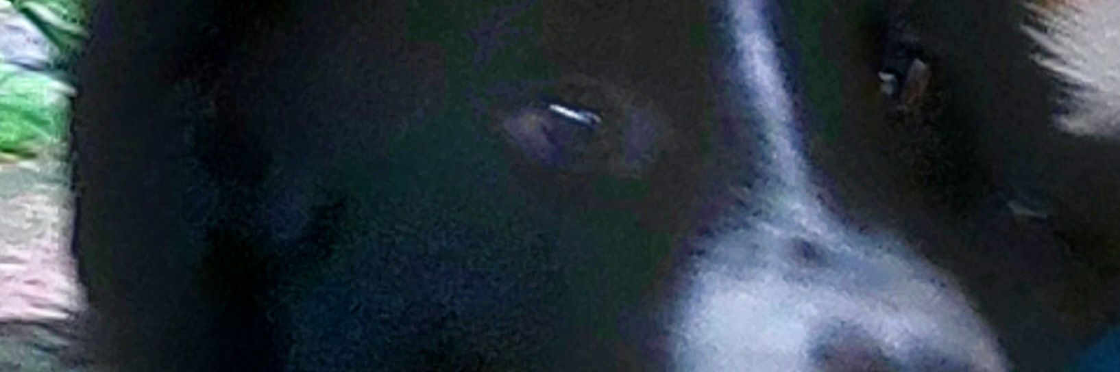 FeCavalher's profile banner image