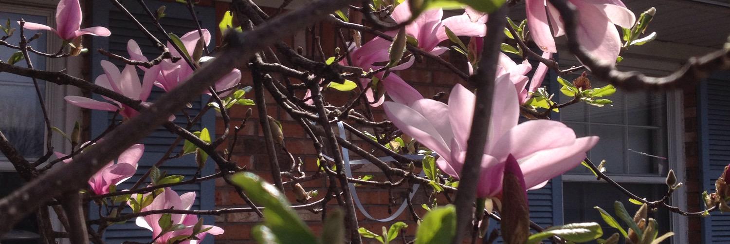 Abby VanderWall banner