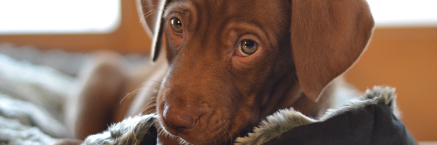 AliceHWinnie's profile banner image