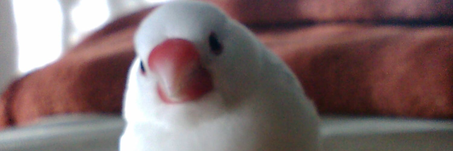 pipichon02's profile banner image