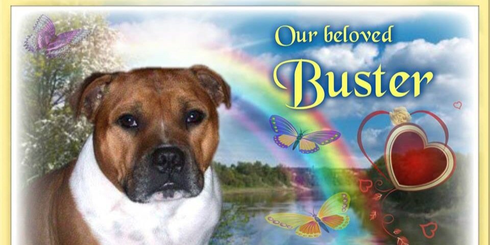 MarsdenBev's profile banner image