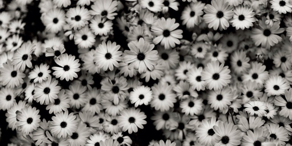 CarolinaMR96's profile banner image