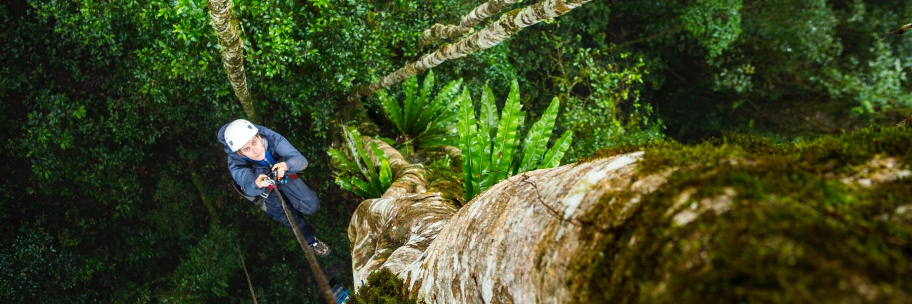 NZtreeProject's profile banner image