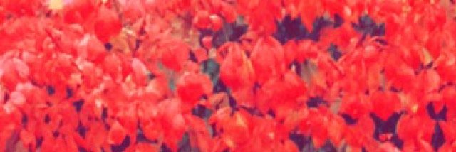 _bodaciousbooty's profile banner image