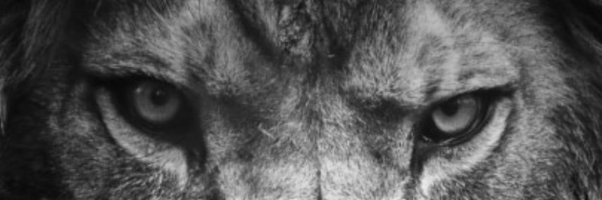 Devin Brumfield🦏 banner