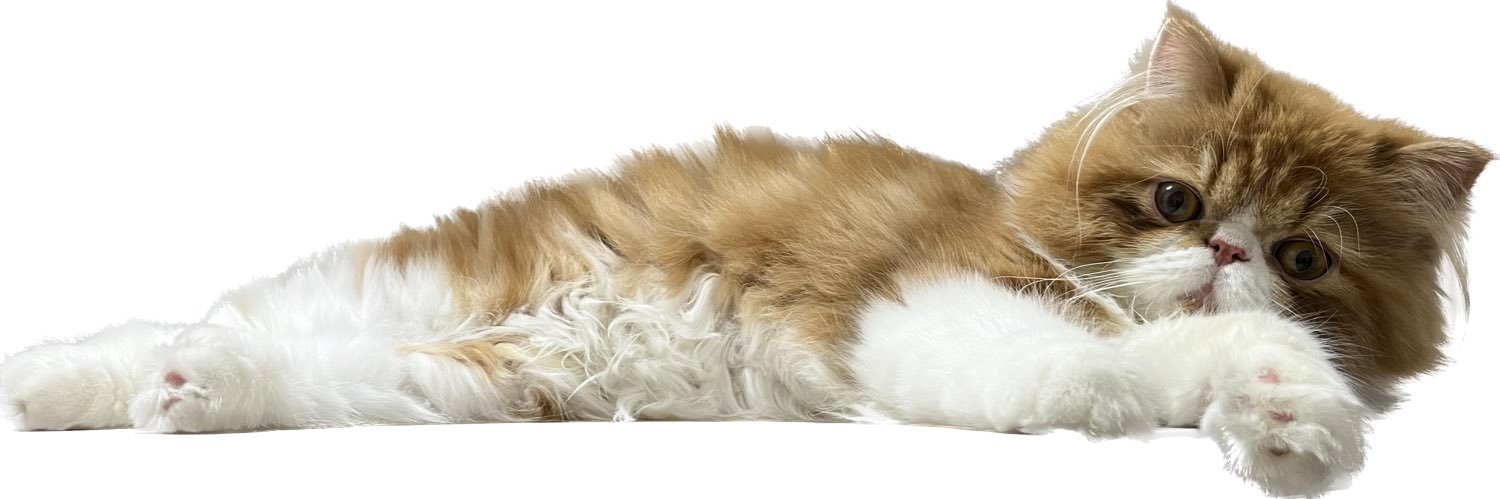 🌸やんちゃ猫のわろ太🐾 banner