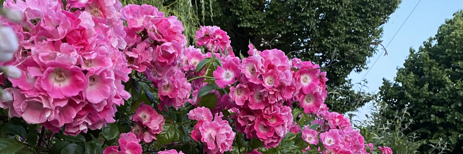 EleanorLakin's profile banner image