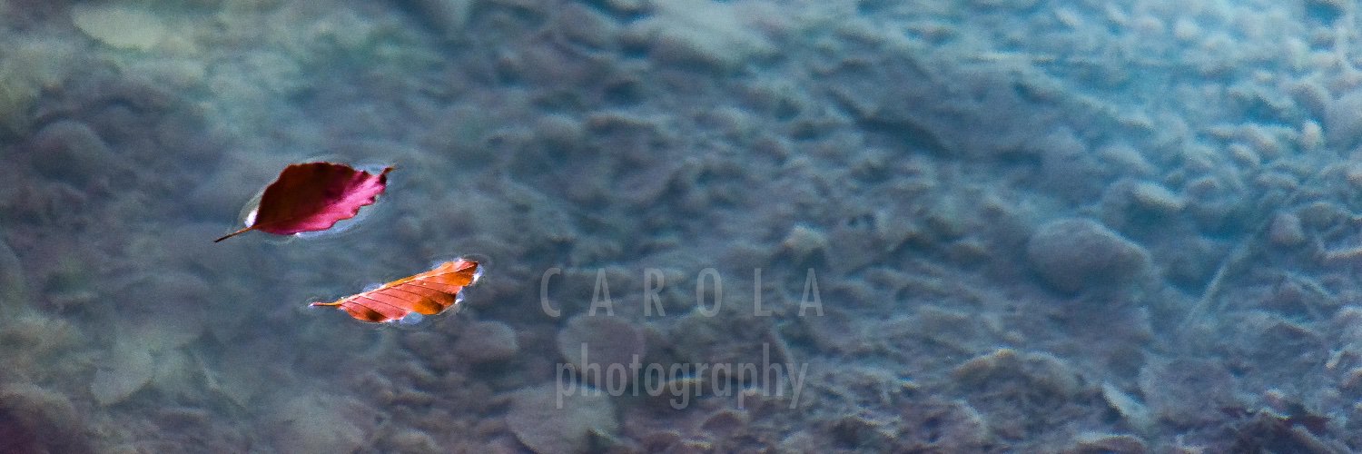 Carol Huesa banner