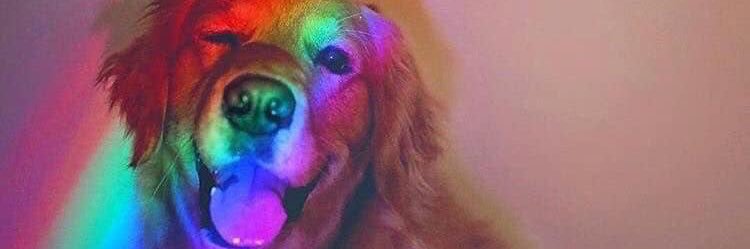 SMAshleyRenee's profile banner image