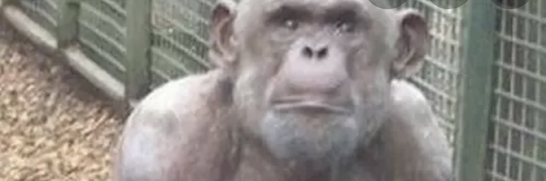 therealbflom's profile banner image