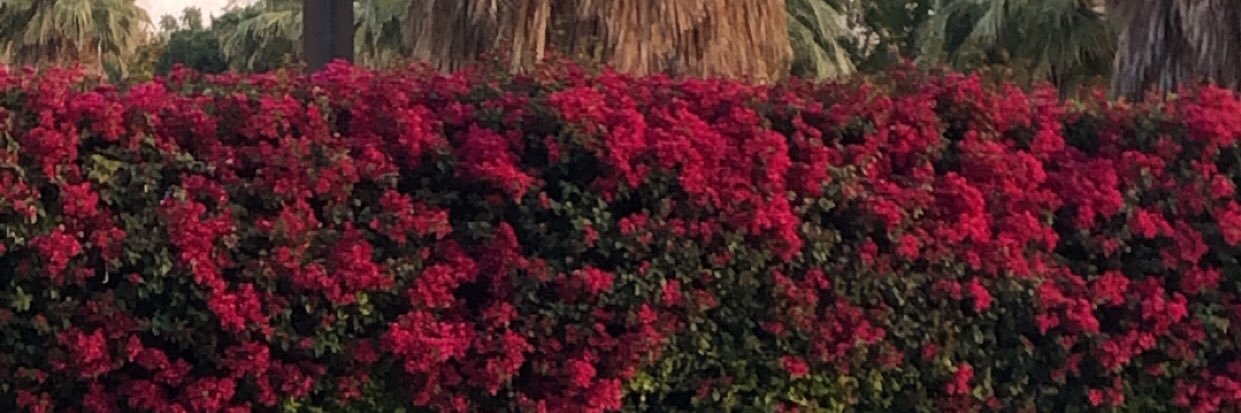 Lexi Steiner banner