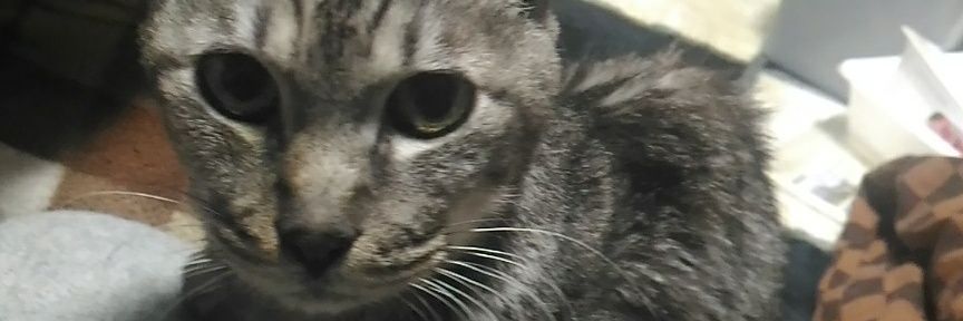 donkoro412's profile banner image