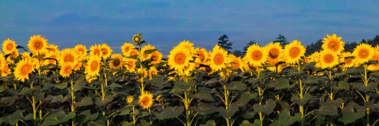 hattiehasahat's profile banner image