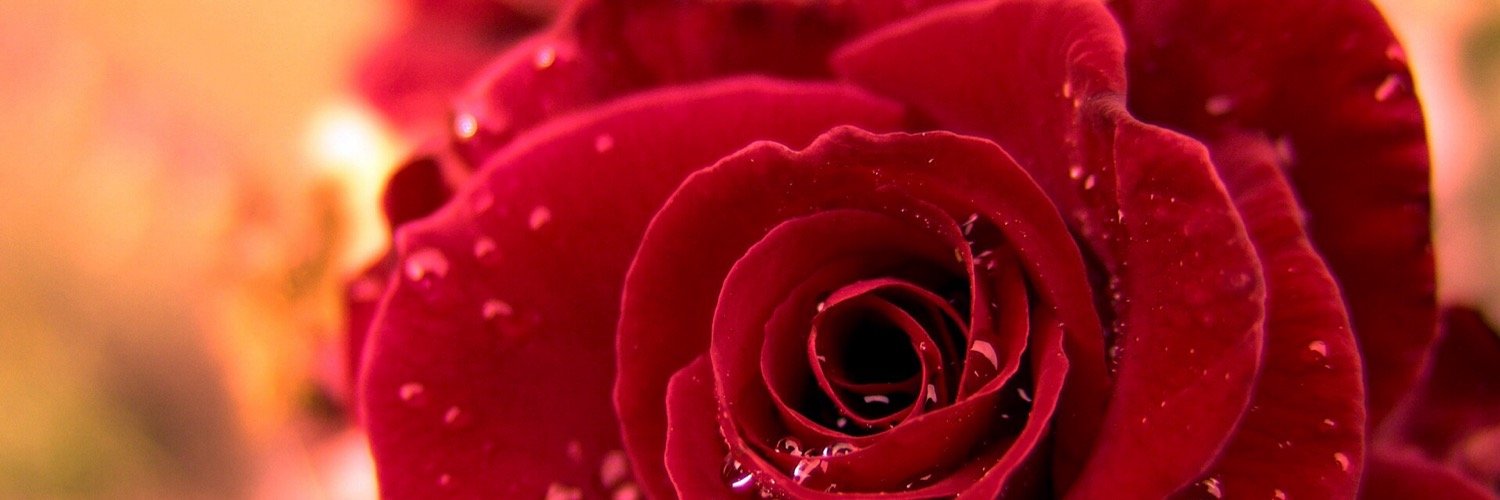 _Withered_Rose's profile banner image