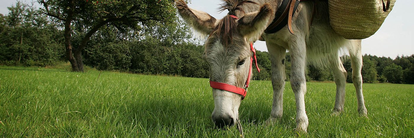 Saint-Nicolas banner