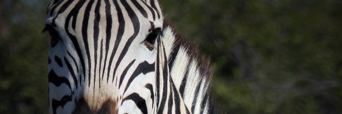 Go_Maun's profile banner image