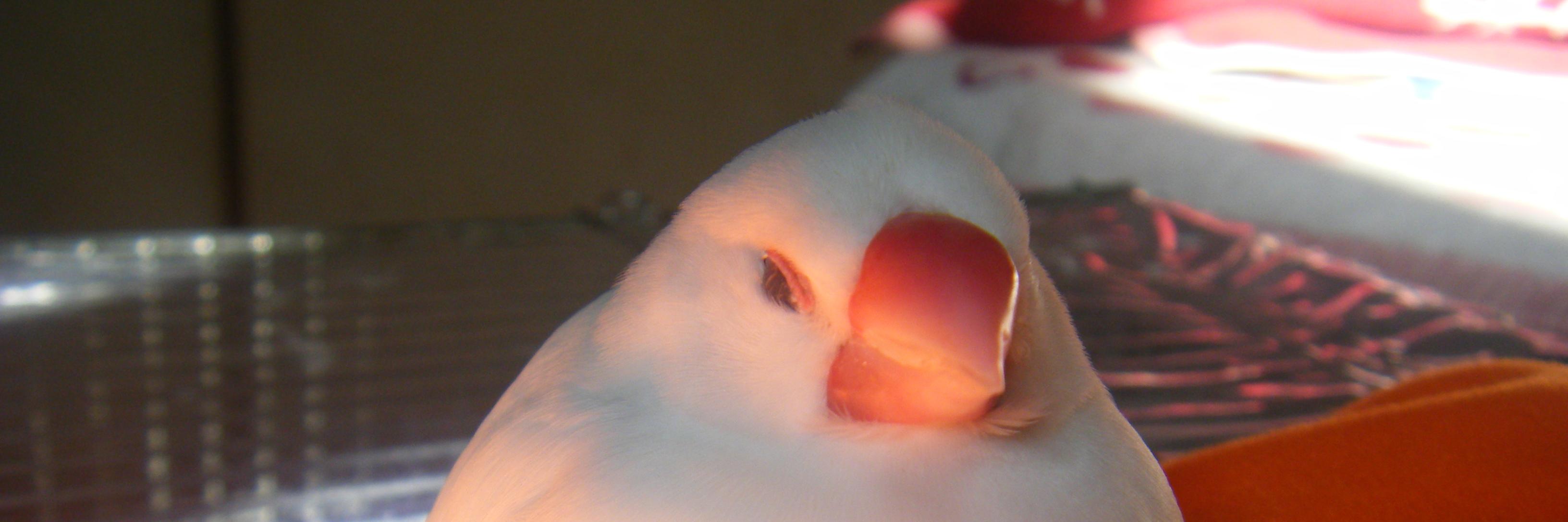whitebird_hak's profile banner image