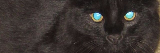 ccass1156's profile banner image