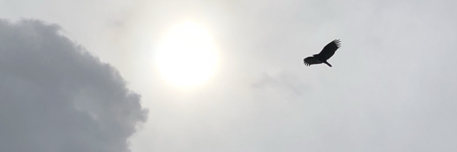 BeccaCatania's profile banner image