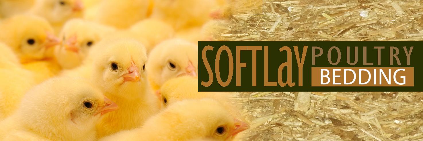 IEC Softlay Poultry banner