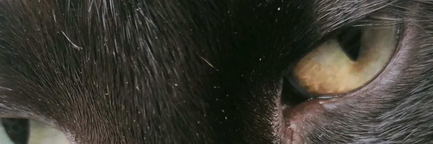 Inaedeborba_'s profile banner image