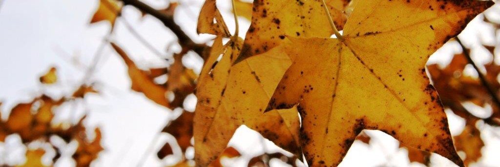 Dftrees's profile banner image