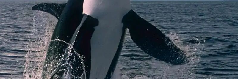 orca banner