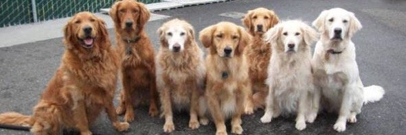 RetrieverBoi's profile banner image