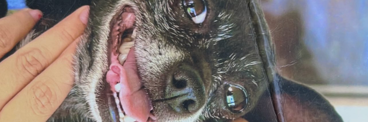 PicklesMota's profile banner image
