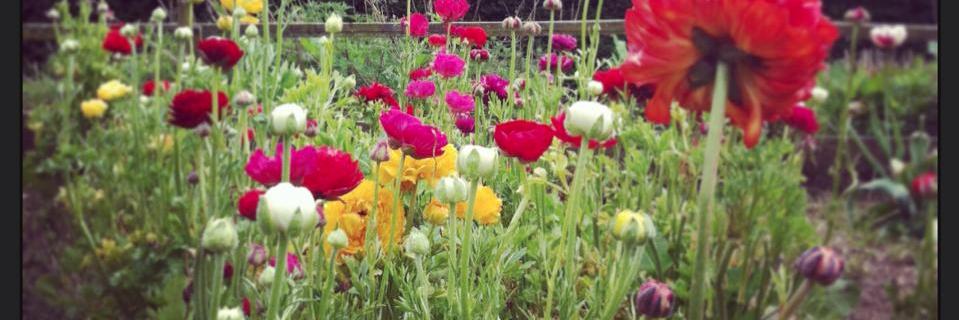 teagardenflowers banner