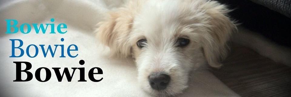 WalkItAdoptIt's profile banner image