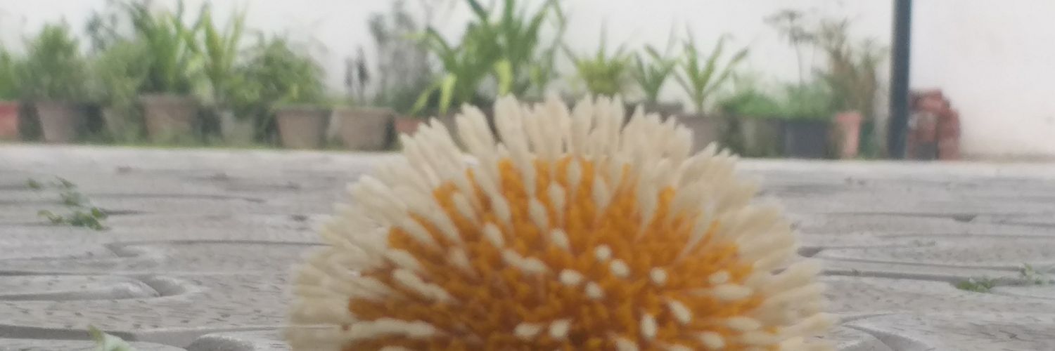 AshokBholecha's profile banner image