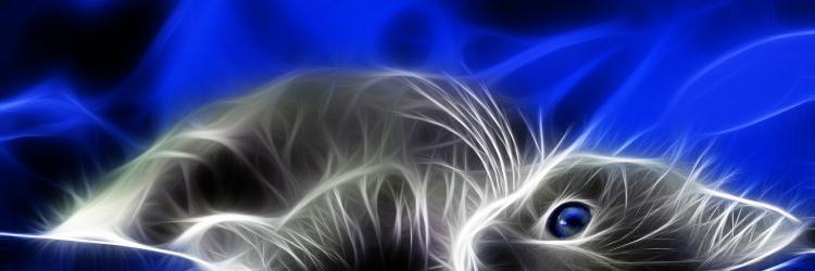 cheef03's profile banner image