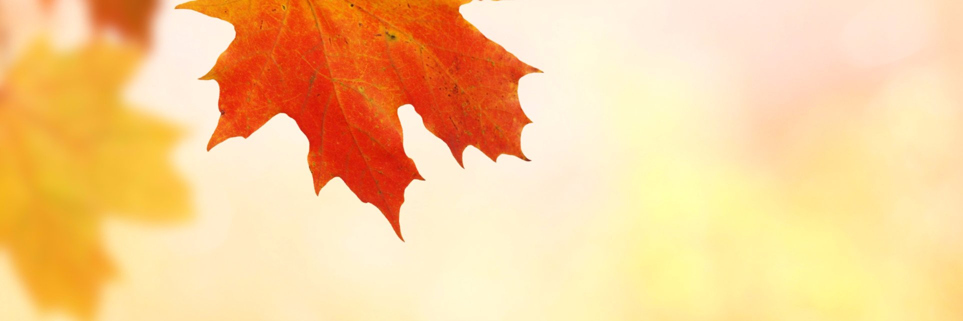 MamaBearSeattle's profile banner image
