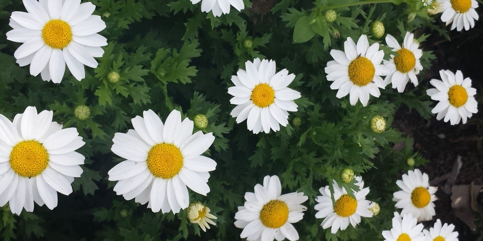 skarFace911's profile banner image